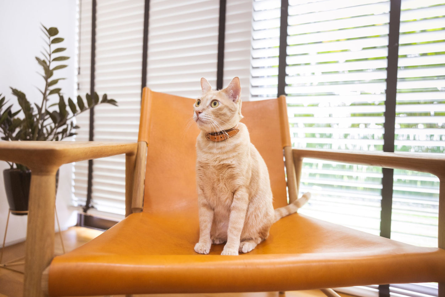 Cat Collar (dark brown)